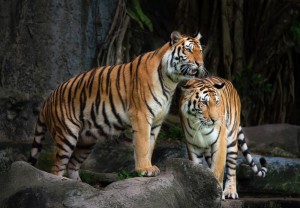 Zoo de Castellar